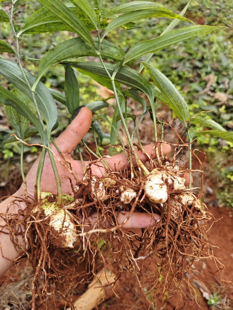 云南产区供应黄精种苗大量供应，欢迎咨询基地直发量大