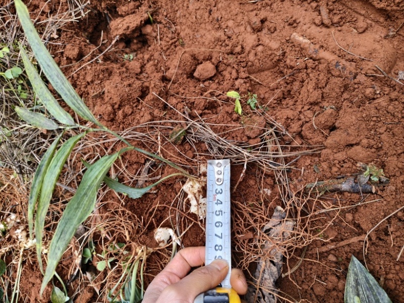 云南产区供应黄精种苗大量供应，欢迎咨询基地直发量大