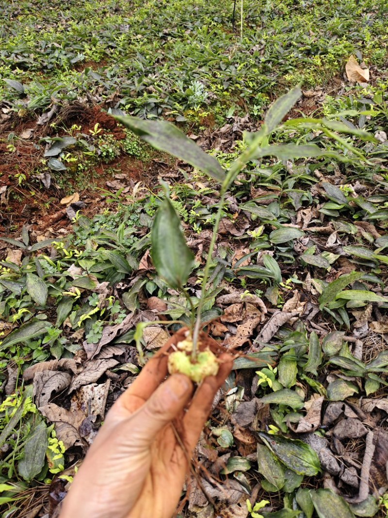 云南产区供应黄精种苗大量供应，欢迎咨询基地直发量大