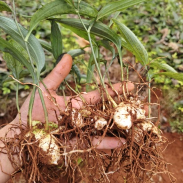 实力推黄精种苗大量供应，基地直发货源充足，量大从优