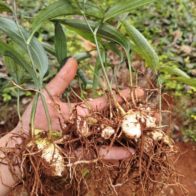 实力推黄精种苗大量供应，基地直发货源充足，量大从优