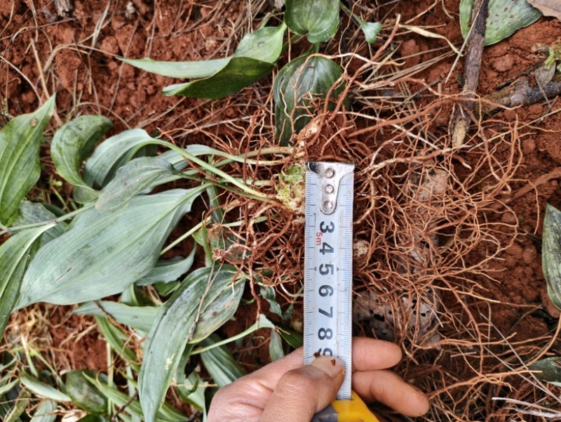 实力推黄精种苗大量供应，基地直发货源充足，量大从优