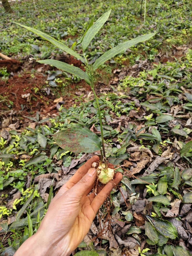 实力推黄精种苗大量供应，基地直发货源充足，量大从优