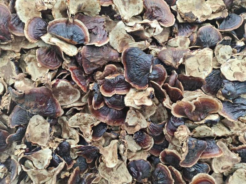 金边香芝菌香浓一手货源产地直发量大从优可批发团购