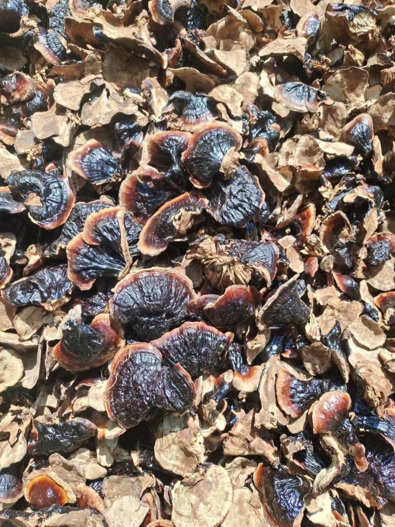 金边香芝菌香浓一手货源产地直发量大从优可批发团购