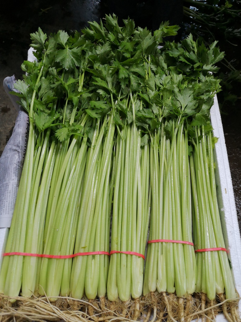 【每日推荐】山东精品香芹产地直发品质保障量大从优可视频