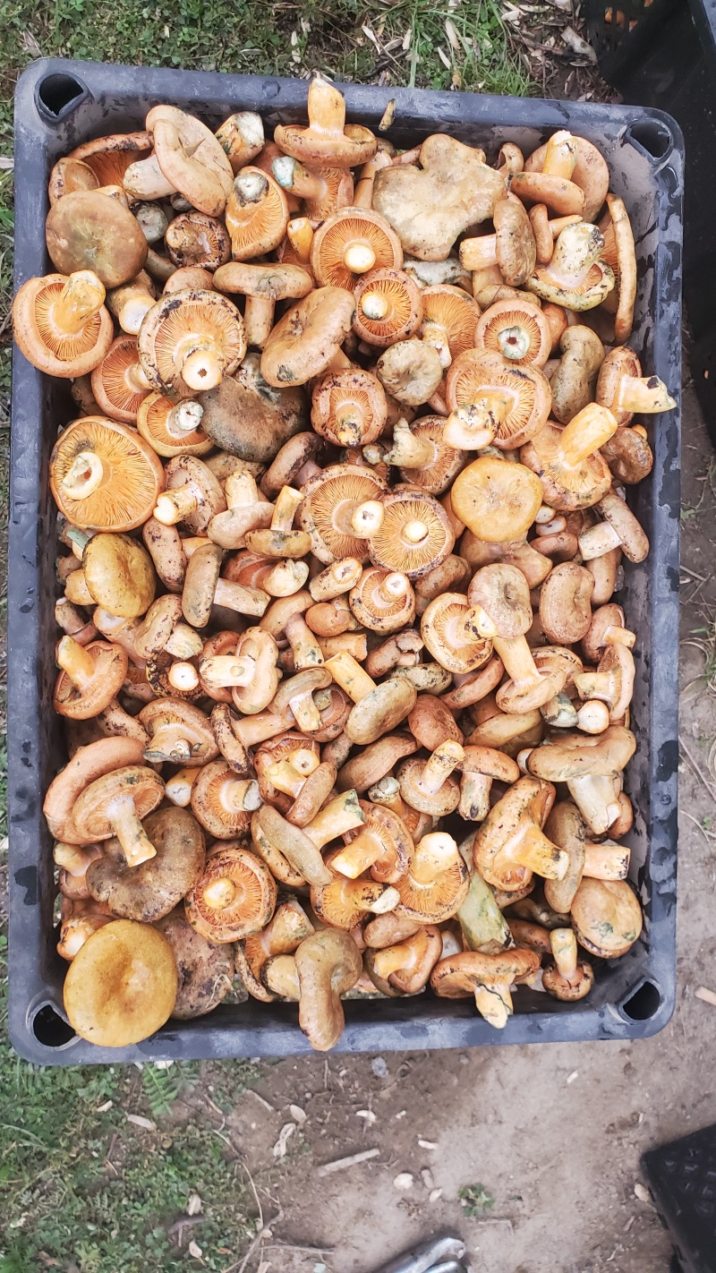 野生松树菌