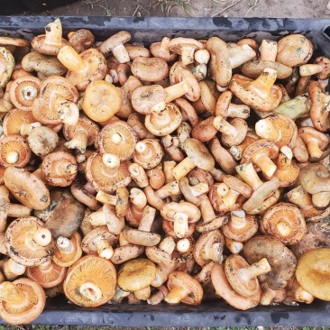 野生松树菌