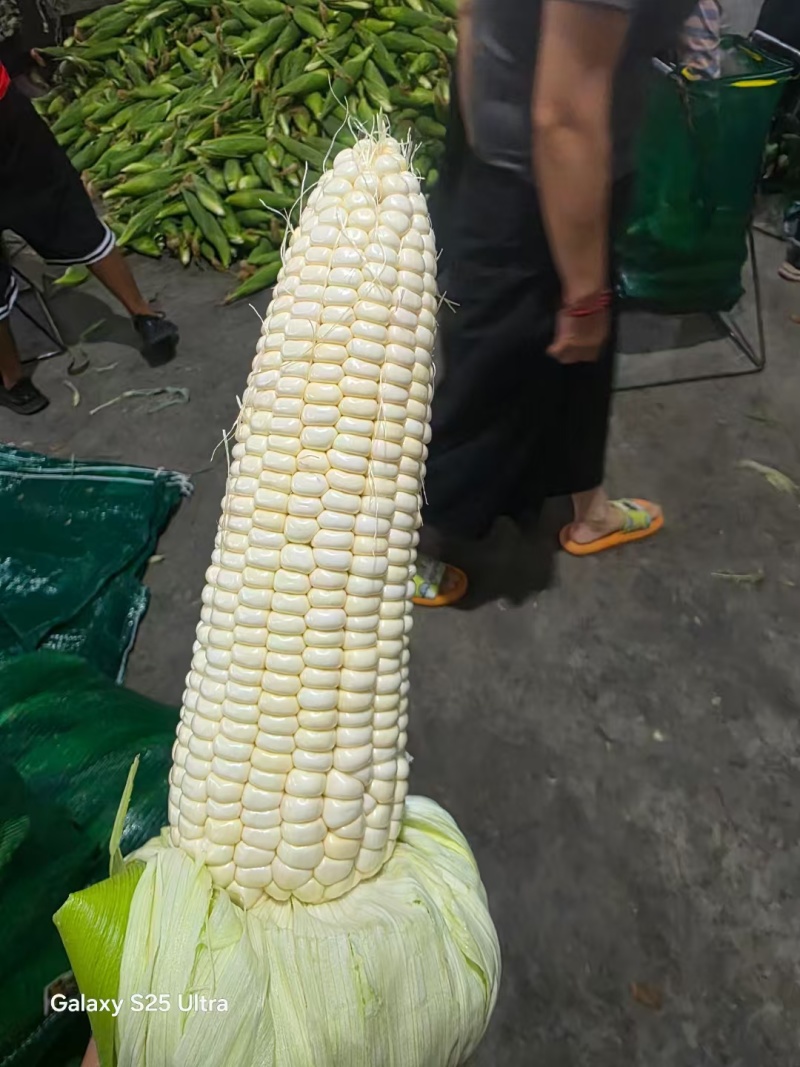 嘉鱼甜玉米大量上市，货源充足，质优价廉，欢迎选购