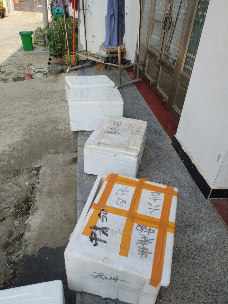 新鲜藕带每天现挖采现发货，需要的老板提前订购联系我。