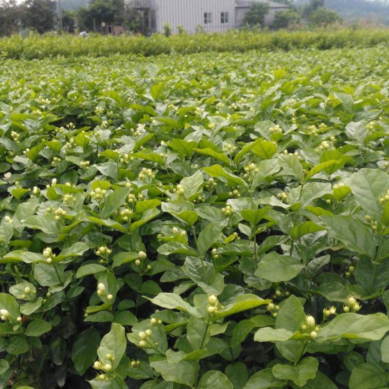茉莉花～精品货大量上市