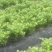 茉莉花～精品货大量上市