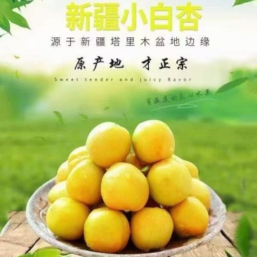 新疆库车轮台小白杏