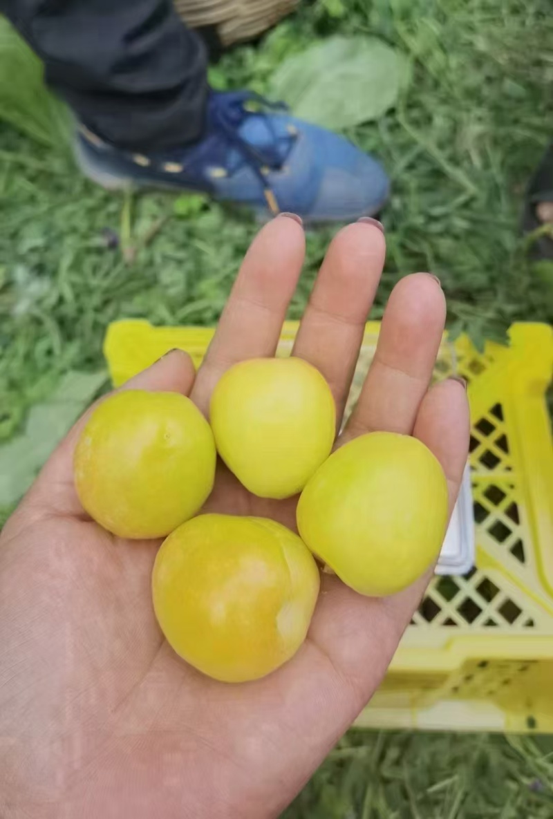 新疆库车轮台小白杏