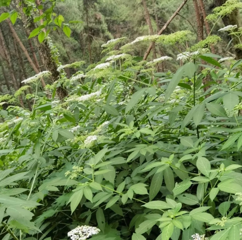 陆英根