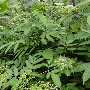 陆英根