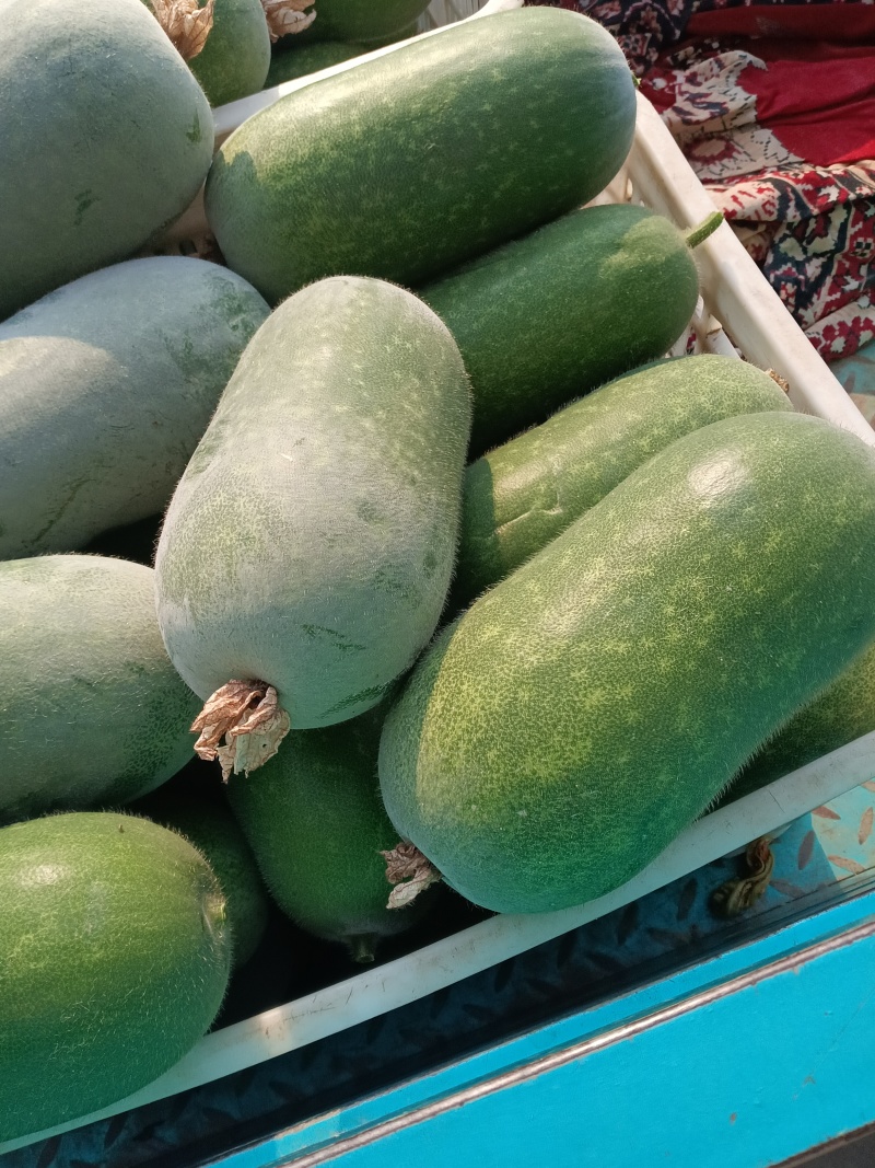 精品冬瓜，冬瓜基地，大量供应，欢迎光临。