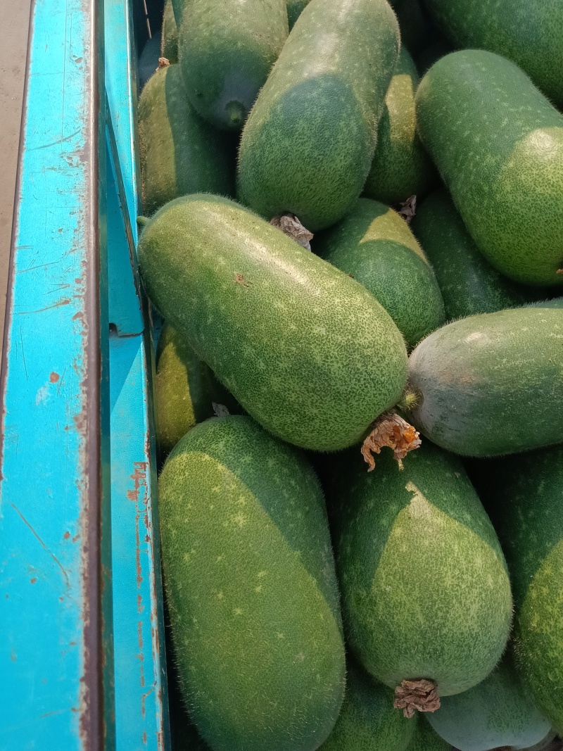 精品冬瓜，冬瓜基地，大量供应，欢迎光临。