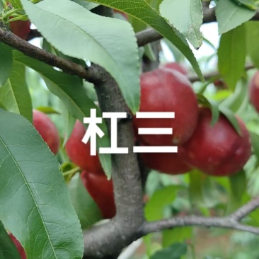 杠三黄肉油桃已还有货，个头大，硬度好，果面干净
