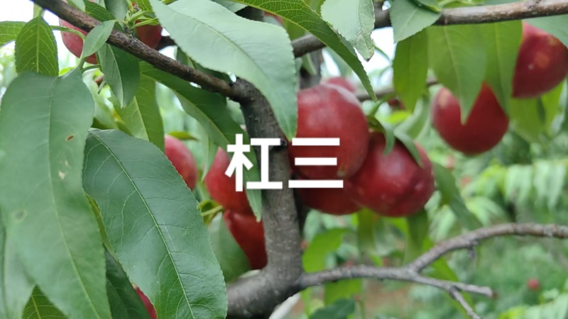杠三黄肉油桃已还有货，个头大，硬度好，果面干净