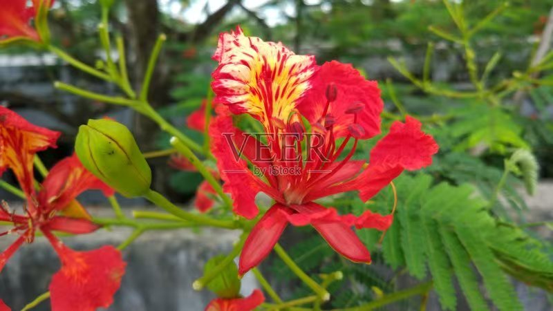 苗圃基地凤凰木红花楹凤凰树苗粗度1到几十公分都有原土发货