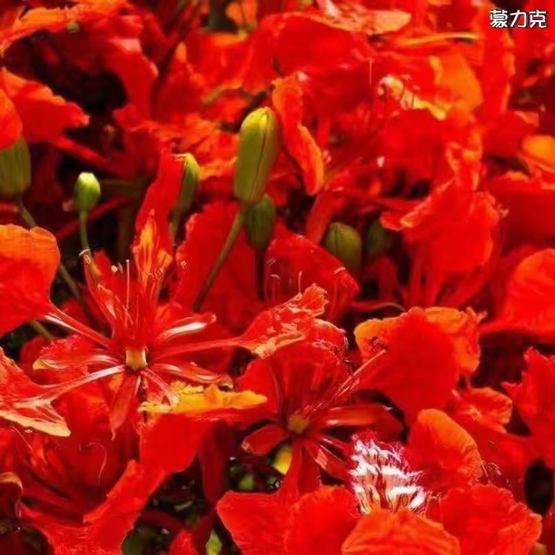苗圃基地凤凰木红花楹凤凰树苗粗度1到几十公分都有原土发货