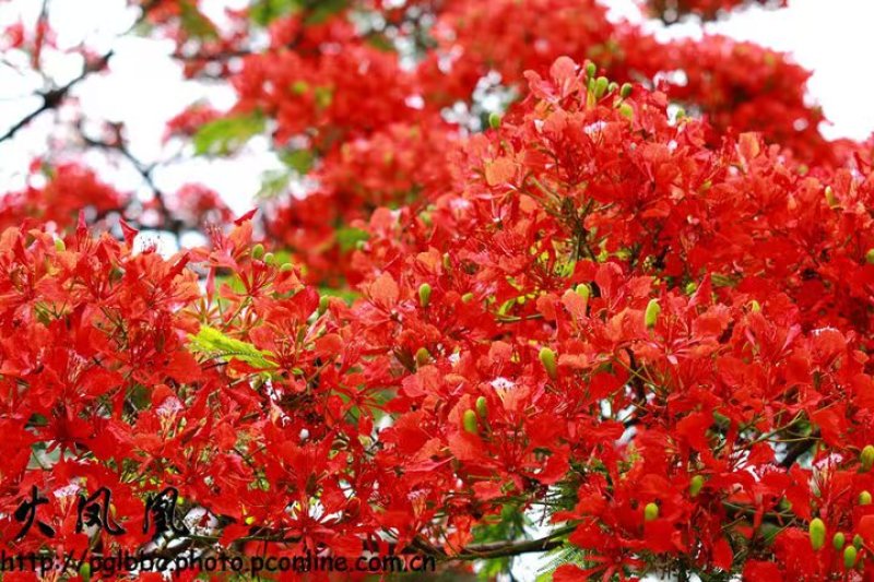 苗圃基地凤凰木红花楹凤凰树苗粗度1到几十公分都有原土发货