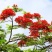 苗圃基地凤凰木红花楹凤凰树苗粗度1到几十公分都有原土发货