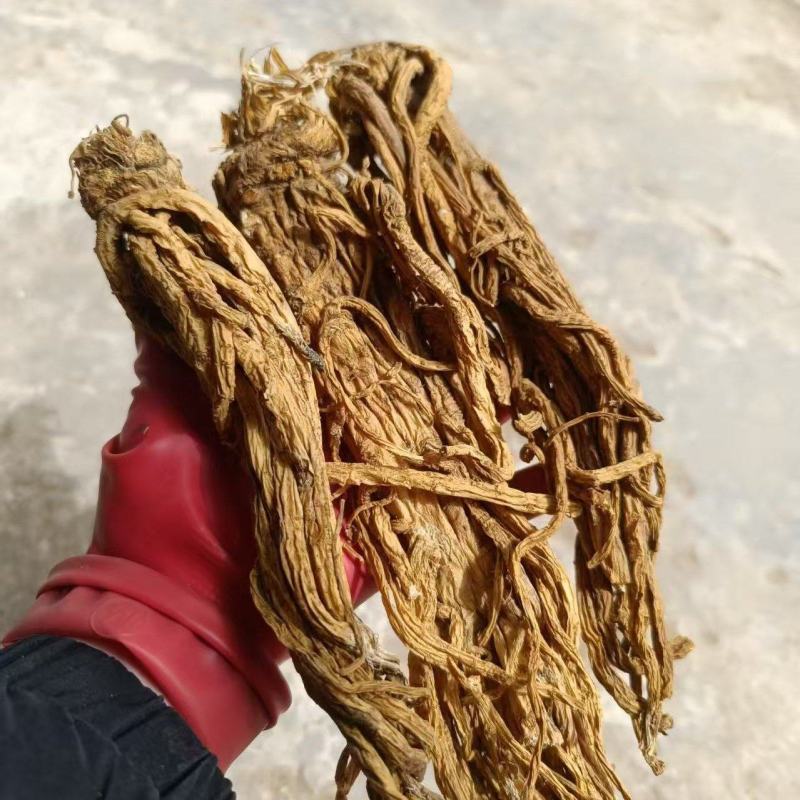 正宗产地独活精品好货一手货源常年供应质量可靠