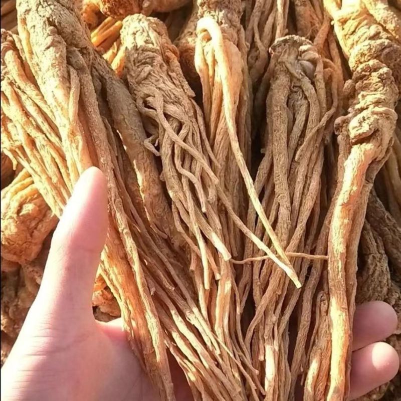 正宗产地独活精品好货一手货源常年供应质量可靠