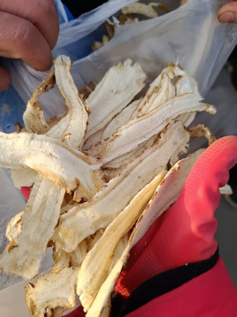 正宗产地独活精品好货一手货源常年供应质量可靠