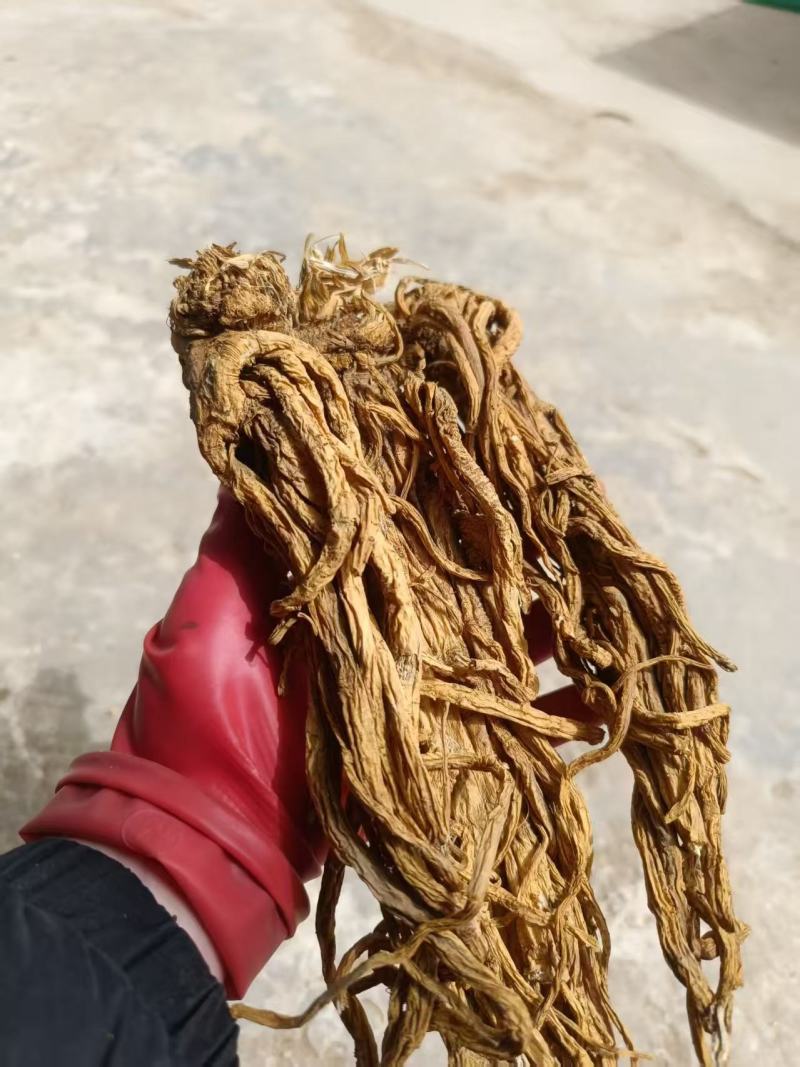 正宗产地独活精品好货一手货源常年供应质量可靠