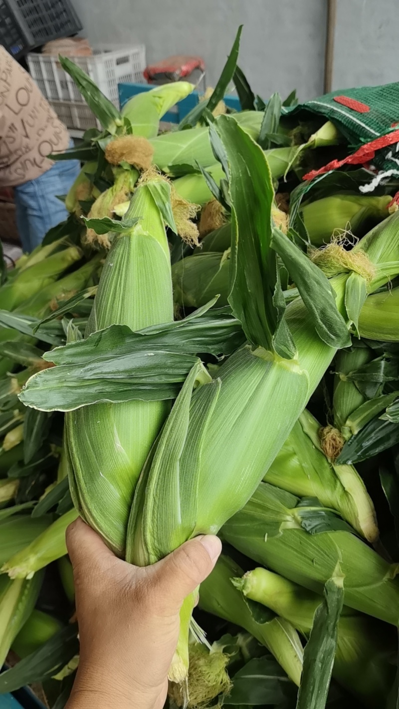 早白糯