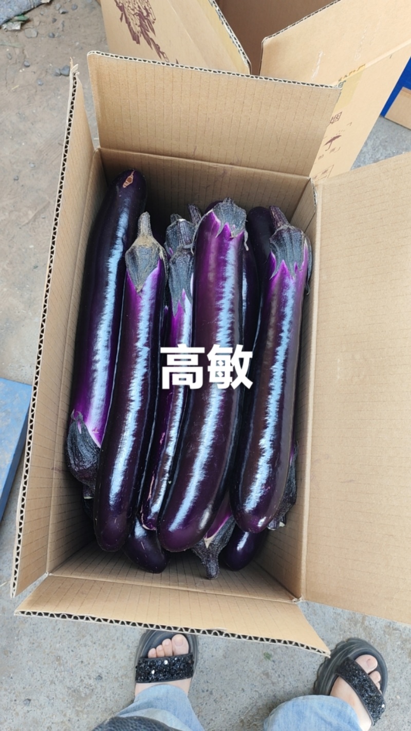 紫棒长茄2026博爱县基地直发红金刚茄子大量现货