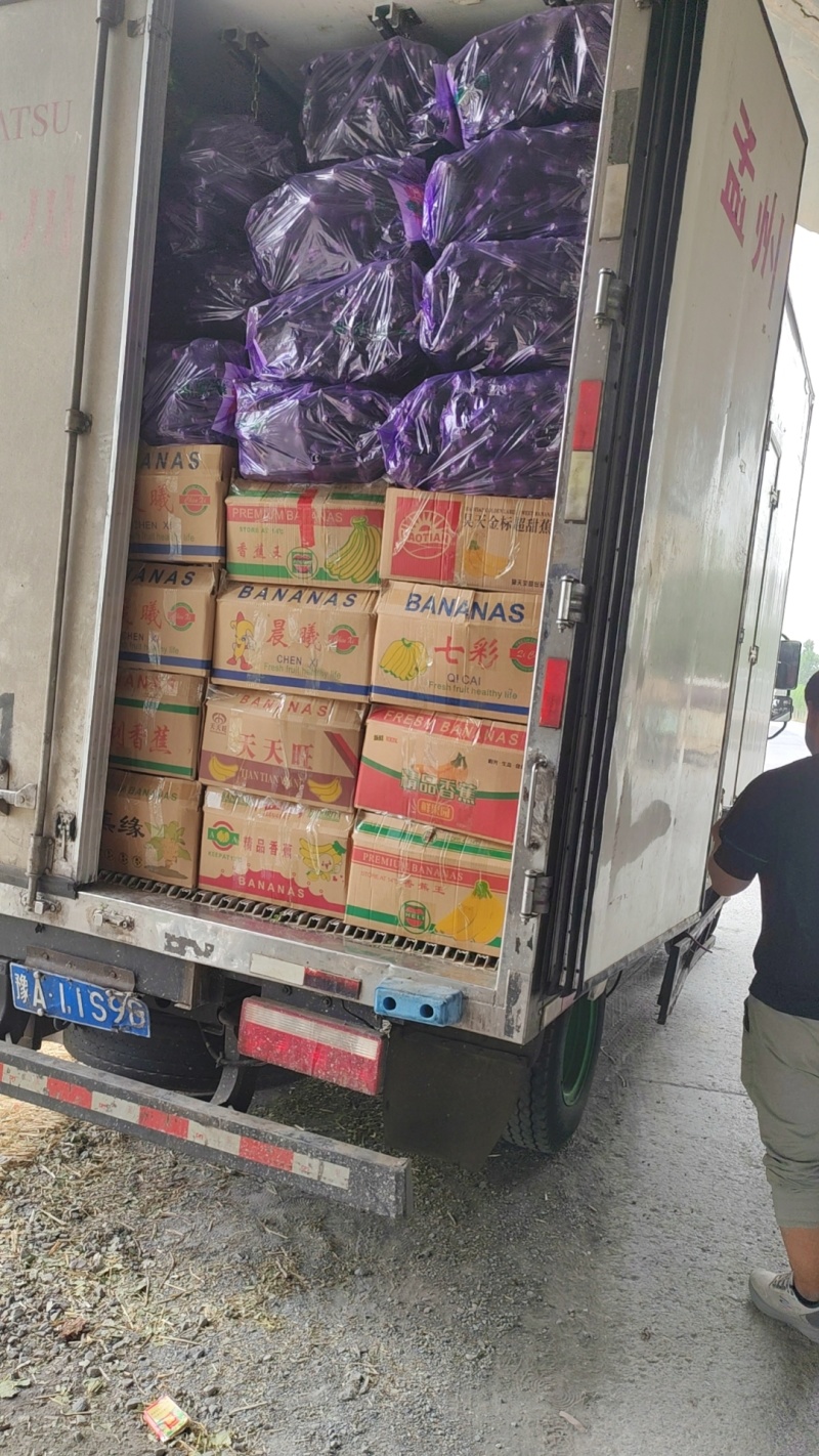 紫棒长茄2026博爱县基地直发红金刚茄子大量现货