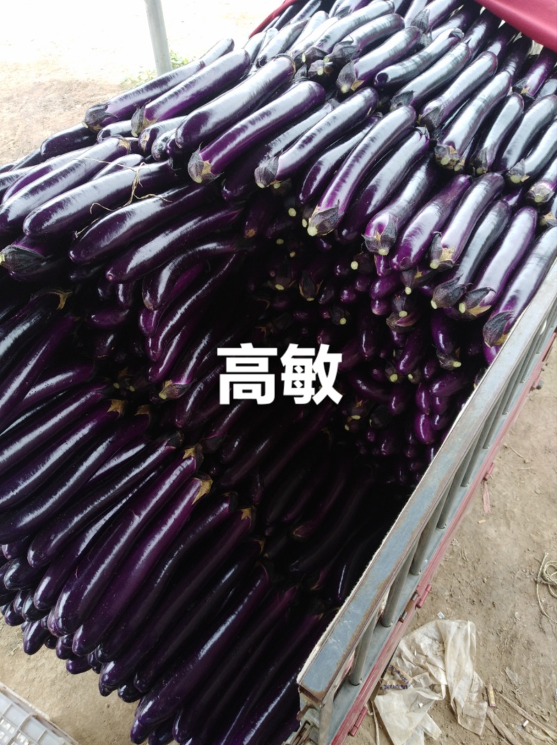 紫棒长茄2026博爱县基地直发红金刚茄子大量现货