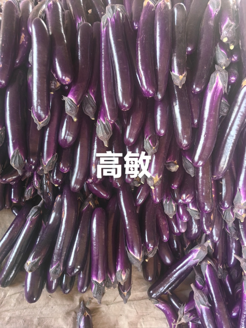 紫棒长茄2026博爱县基地直发红金刚茄子大量现货