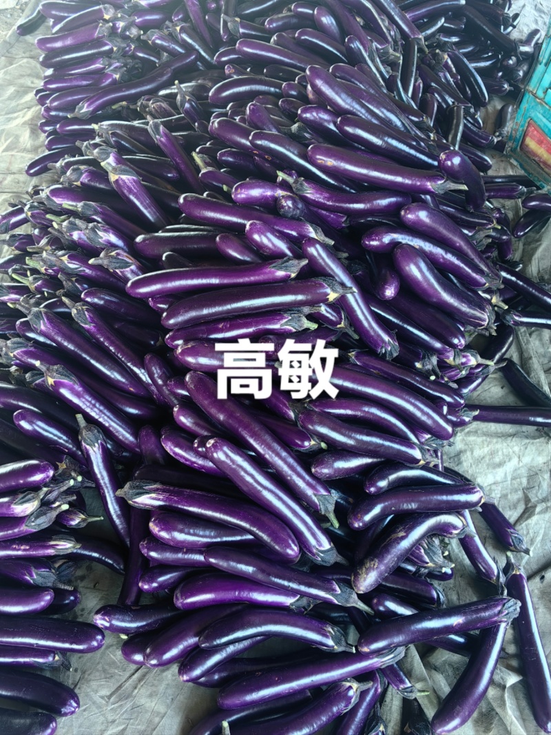 紫棒长茄2026博爱县基地直发红金刚茄子大量现货