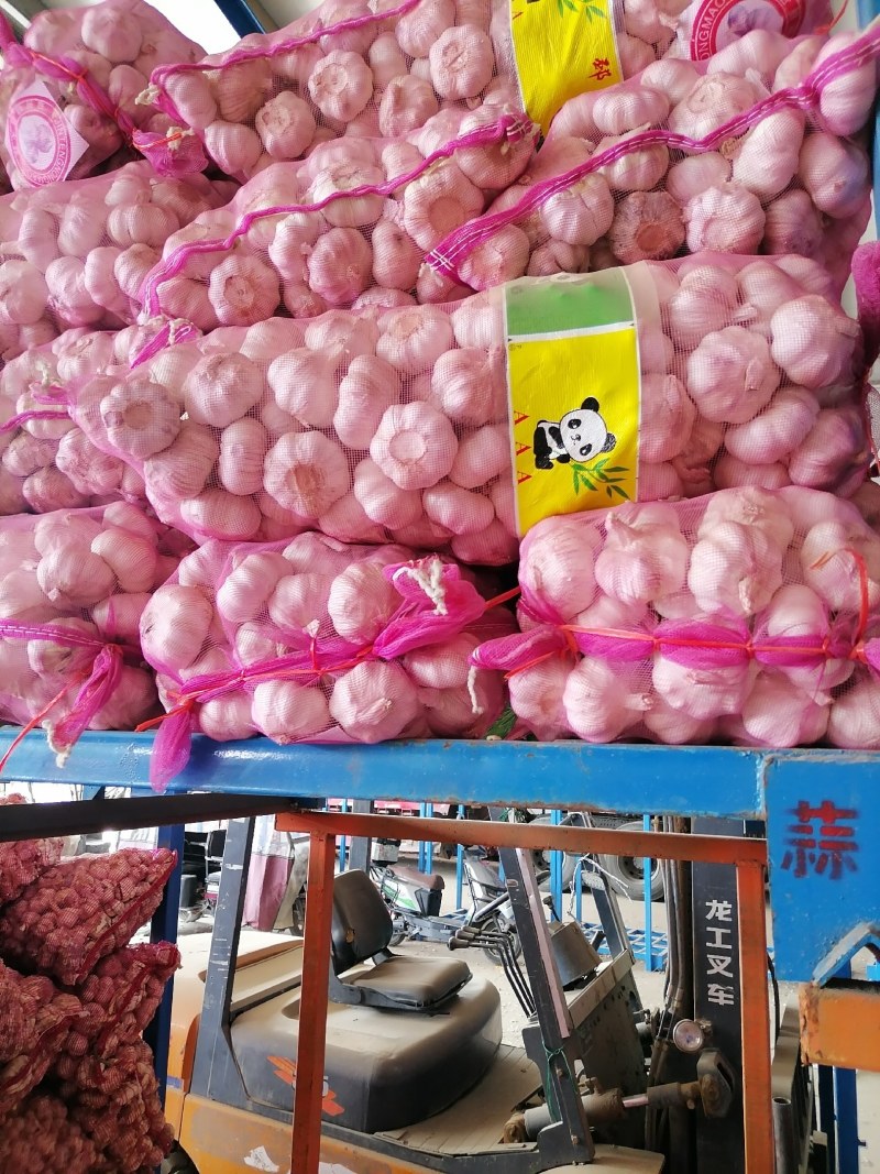 大蒜头，产地直发，全国发货，欢迎进店沟通。