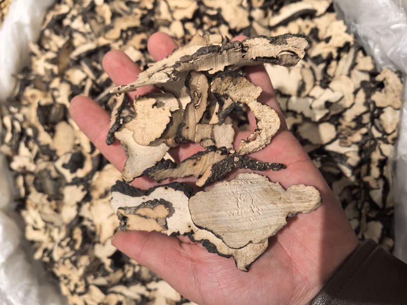 中药材猪苓别名豕苓粉猪苓野猪粪猪茯苓猪