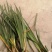 保质保量全国供应一手货源优质石菖蒲**特惠