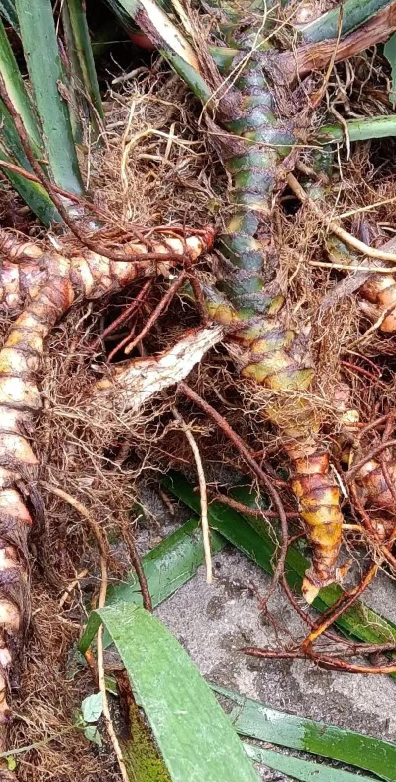 保质保量全国供应一手货源优质石菖蒲**特惠