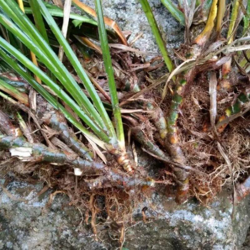保质保量全国供应一手货源优质石菖蒲**特惠