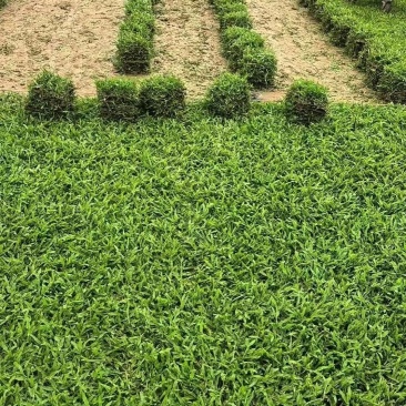 草坪草/广州大叶尤草坪草/基地直发/价格便宜/规格齐全