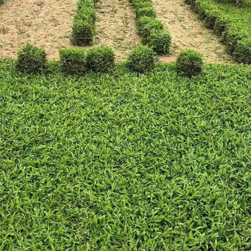 草坪草/广州大叶尤草坪草/基地直发/价格便宜/规格齐全