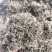 白花蛇舌草蛇草干净无杂质无霉地道中药材白花蛇舌草