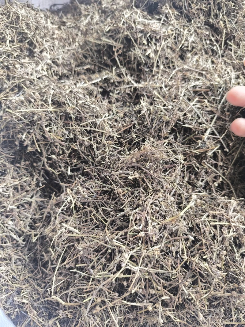 白花蛇舌草蛇草干净无杂质无霉地道中药材白花蛇舌草
