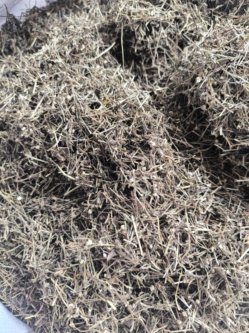 白花蛇舌草蛇草干净无杂质无霉地道中药材白花蛇舌草