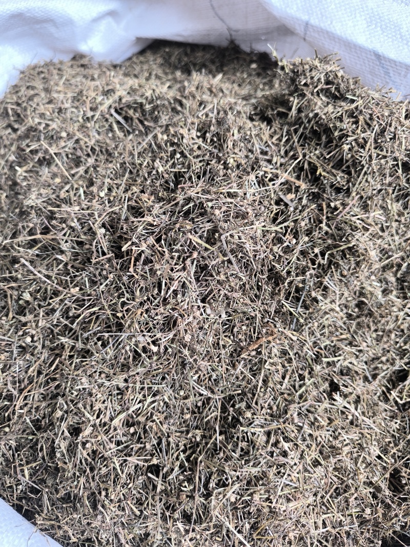 白花蛇舌草蛇草干净无杂质无霉地道中药材白花蛇舌草
