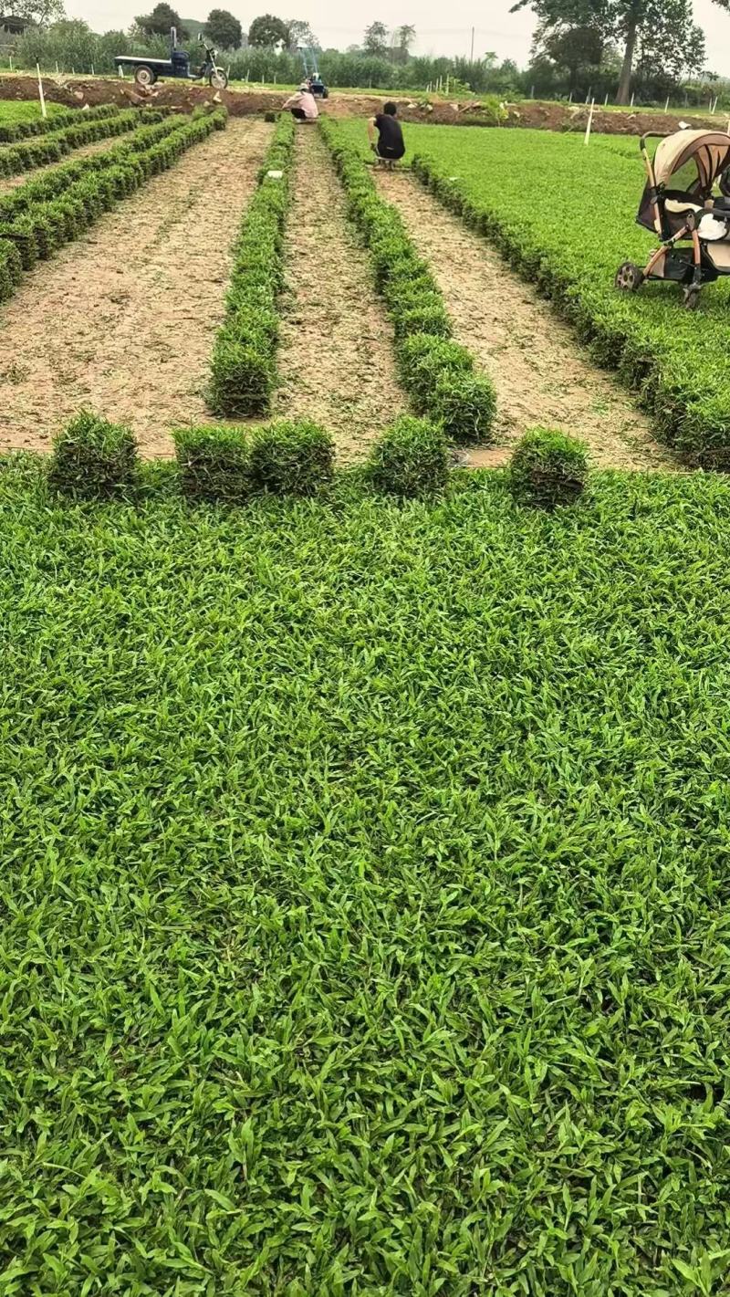 草坪草/广州大叶尤草坪草/基地直发/价格便宜/规格齐全